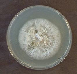Serpula lacrymans1(SEL-8697)